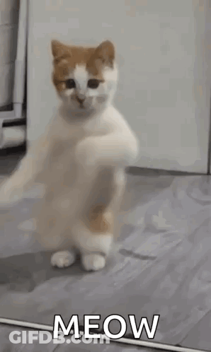 Cat Standing On Hind Legs Saying Meow GIF
