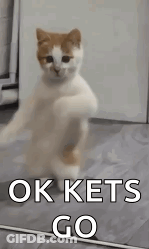 Cat Standing On Hind Legs Saying Ok Kets Go GIF