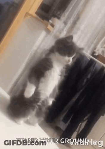 Cat Standing On Hind Legs Saying Stand Your Groundhog GIF