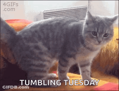 Cat Standing On Hind Legs Saying Tumbling Tuesday GIF
