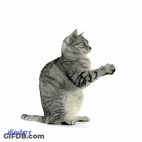 Cat Standing On Hind Legs Saying Well Done GIF