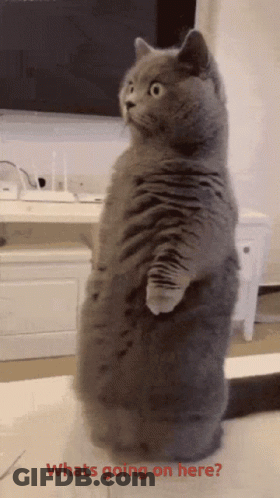 Cat Standing On Hind Legs Saying What's Going On Here GIF