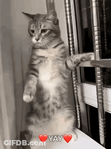 Cat Standing On Hind Legs Saying Yay With Heart GIF