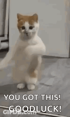Cat Standing On Hind Legs Saying You Got This Good Luck GIF