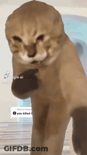 Cat Standing On Hind Legs Saying You Killed It GIF