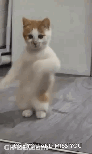 Cat Standing On Hind Legs GIF