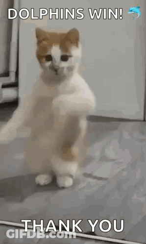 Cat Standing On Hind Legs Waving Paws GIF