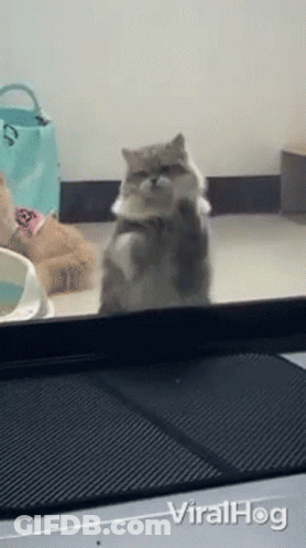 Cat Standing On Hind Legs Window Viralhog GIF