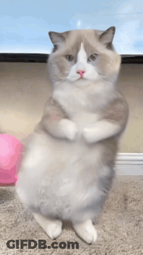 Cat Standing On Hind Legs With Arms Crossed GIF