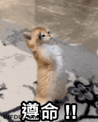 Cat Standing On Hind Legs With Chinese Characters GIF