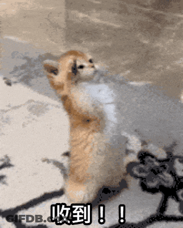 Cat Standing On Hind Legs With Chinese Writing GIF