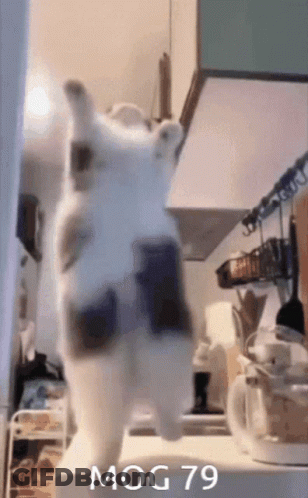 Cat Standing On Hind Legs With Mog 79 GIF