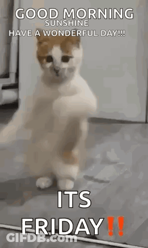 Cat Standing On Hind Legs With Paws Up GIF