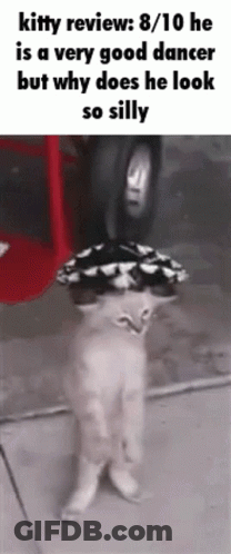 Cat Standing On Hind Legs With Tire And Hat GIF