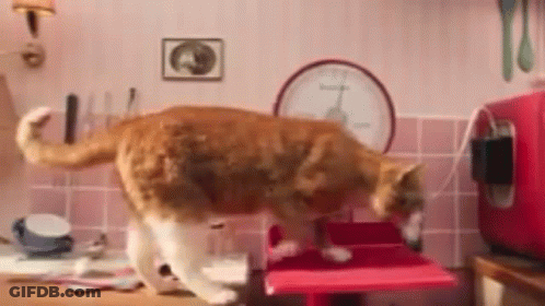 Cat Standing On Kitchen Counter GIF