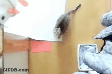 Cat Standing On Paper Beside Toilet GIF