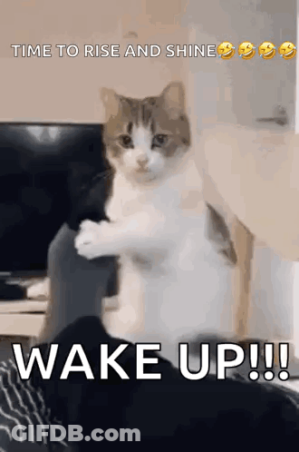 Cat Standing On Person's Feet GIF