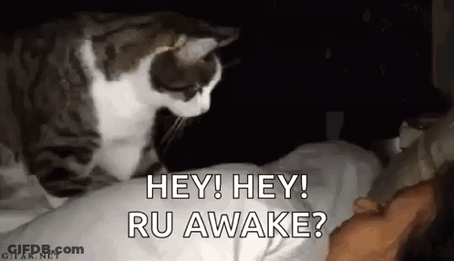 Cat Standing On Person's Head In Bed GIF