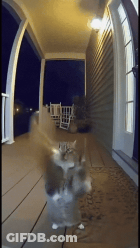 Cat Standing On Porch With Welcome Mat GIF
