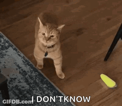 Cat Standing On Rug Saying I Don't Know GIF