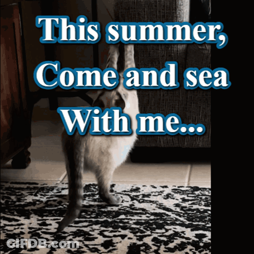 Cat Standing On Rug This Summer Come And Sea With Me GIF