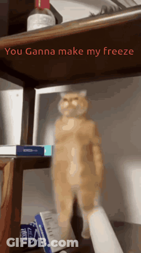 Cat Standing On Shelf Saying You Wanna Make My Freeze GIF