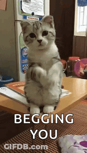 Cat Standing On Table Begging GIF