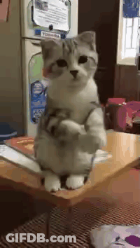 Cat Standing On Table In Front Of Refrigerator GIF