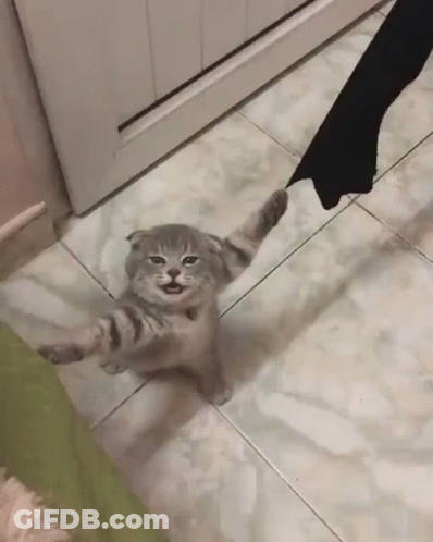 Cat Standing On Tiled Floor With Paws Up GIF