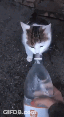 Cat Standing On Water Bottle GIF