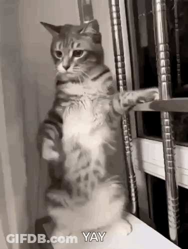 Cat Standing On Window Sill Looking Out GIF