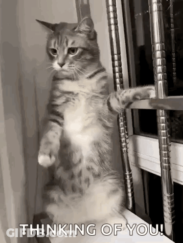 Cat Standing On Window Sill Saying Thinking Of You GIF