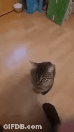 Cat Standing On Wooden Floor GIF