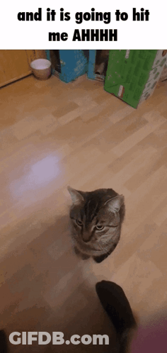 Cat Standing On Wooden Floor With And It Is Going To Hit Me Ahhhh GIF