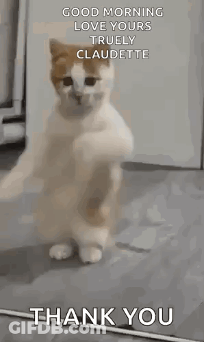 Cat Standing Paws Up Saying Good Morning Love Claudette GIF