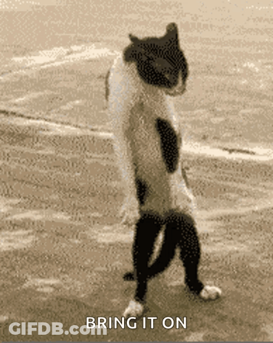 Cat Standing Saying Bring It On GIF