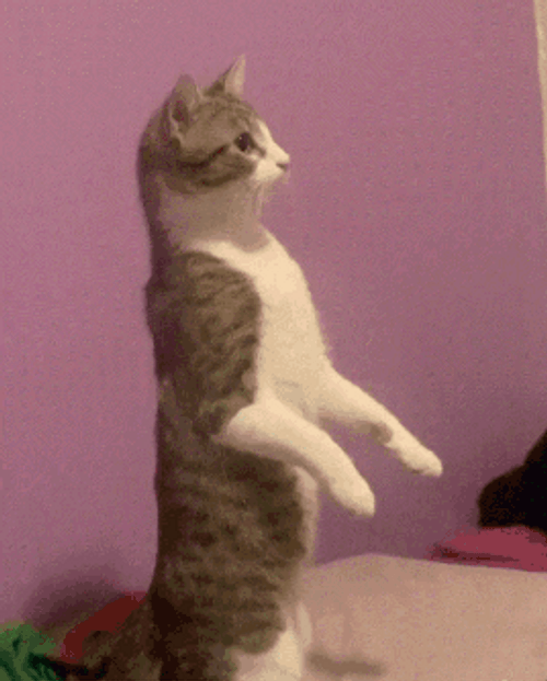Cat Standing Steady GIF