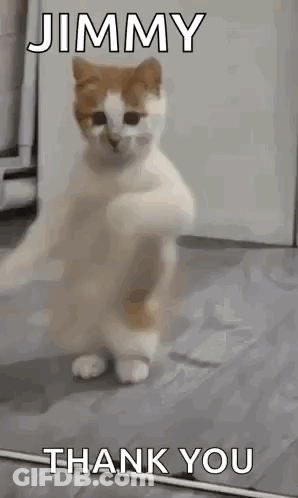 Cat Standing With Paws Up Saying Jimmy Thank You GIF