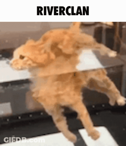 Cat Standing With Riverclan Above GIF