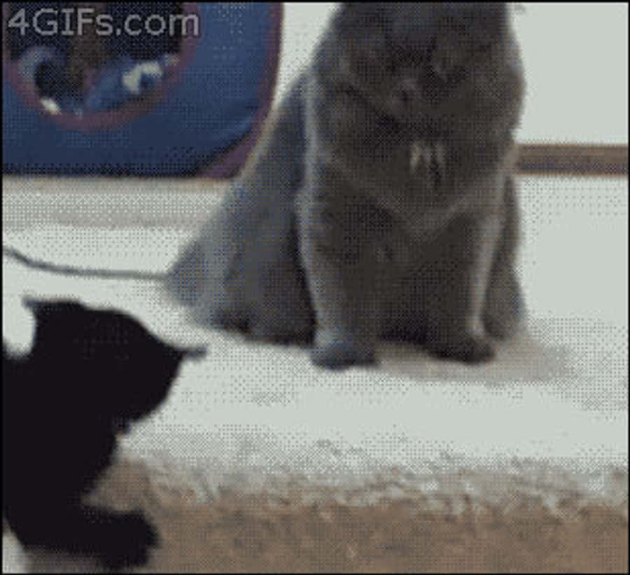 Cat Stare Challenge Finish Him GIF