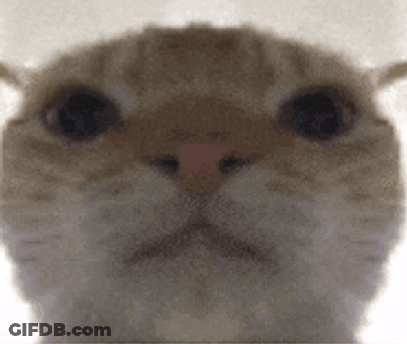 Cat Stare GIF