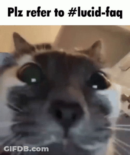 Cat Stare Please Refer To Lucid Faq GIF