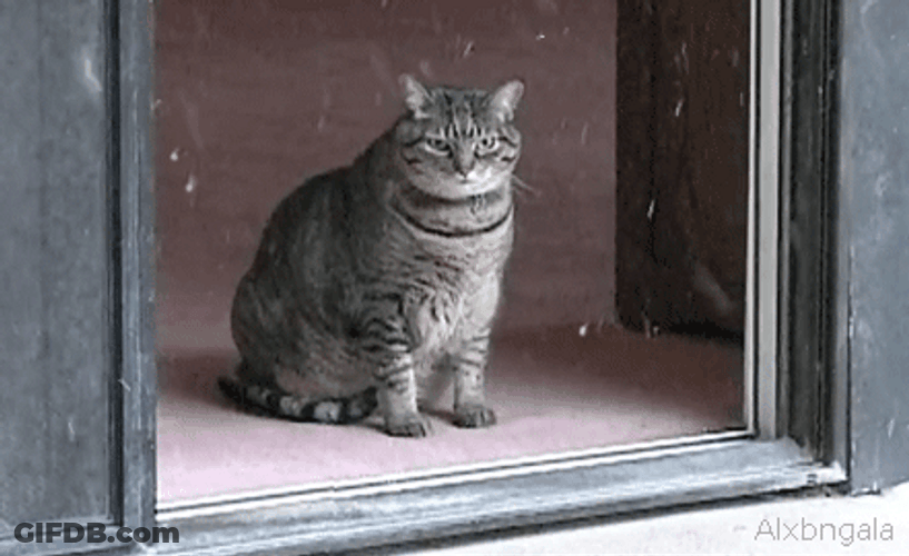 Cat Stares While Snowing GIF