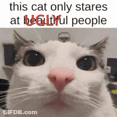 Cat Staring At Beautiful People GIF