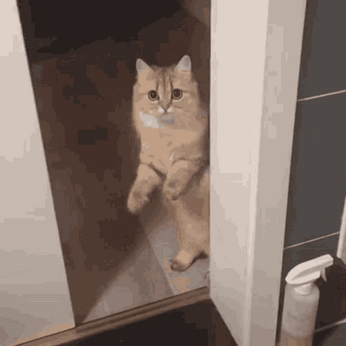 Cat Staring Goodbye GIF