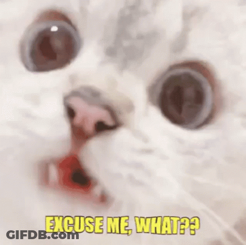 Cat Staring Well Excuse Me What GIF