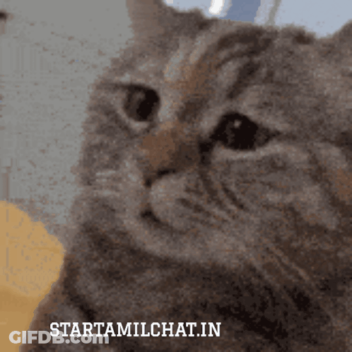 Cat Starttamilchat.in GIF