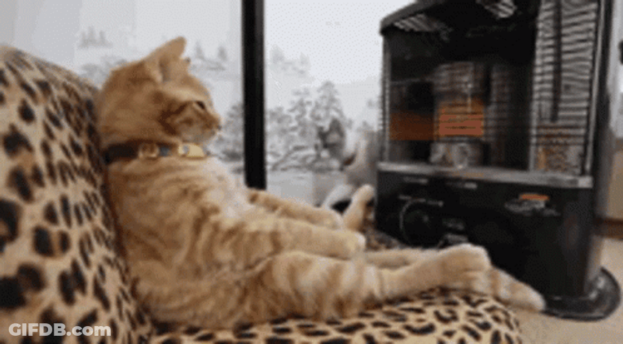 Cat Stay Warm Beside Heater GIF