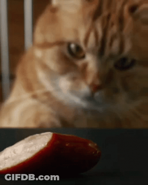 Cat Stealing Sausages GIF
