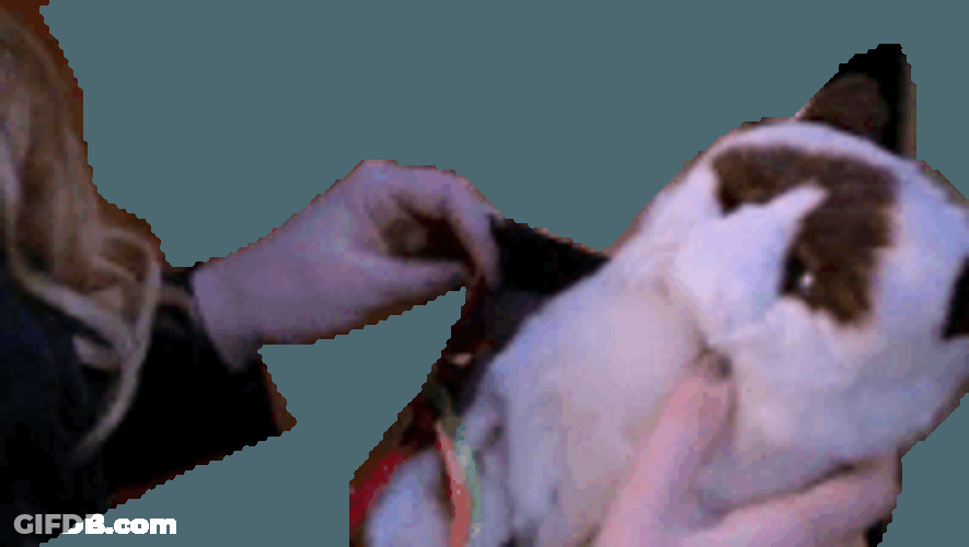 Cat Sticker GIF